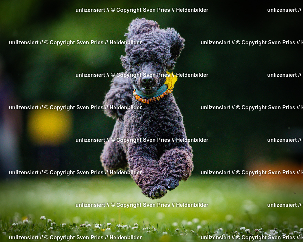 Sven Pries | 2025-05-29 - Pudelrennen KA-Durlach - Realisiert mit Pictrs.com