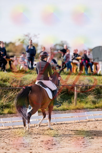 2026_10_03_Siefer-Hof_115745_Z81_98441986 | Professionelle Reitsport-, Turnier- und Eventfotografie von Robert Broda. Galerien mit ausgewählten und bearbeiteten Bildern direkt online ansehen und bestellen.