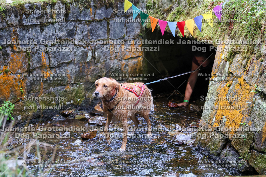 Dog Paparazzi -  TH 26-532 | Dog Paparazzi Jeanette Grottendiek Fotografie & Videografie - Realisiert mit Pictrs.com