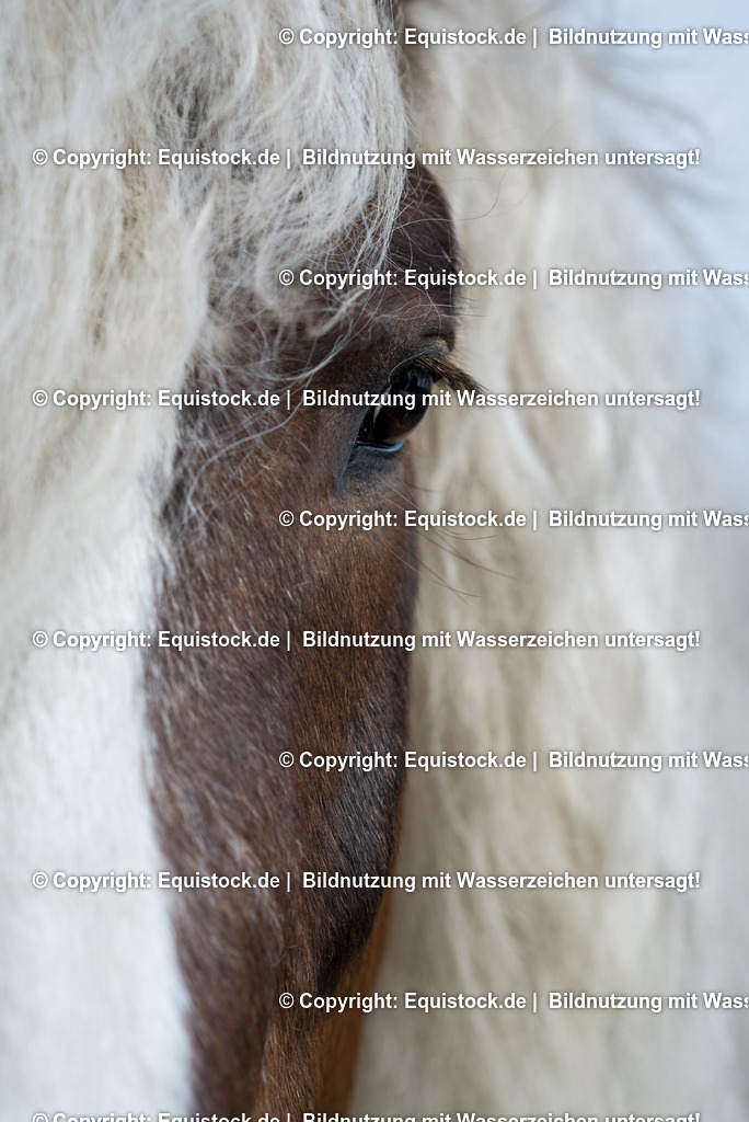 20150313_TOMsPiC_0052 | equistock