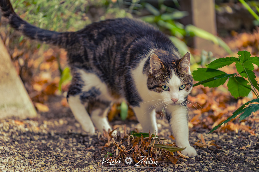Cats-Zöchling (32) | Patrick Zöchling - Realisiert mit Pictrs.com