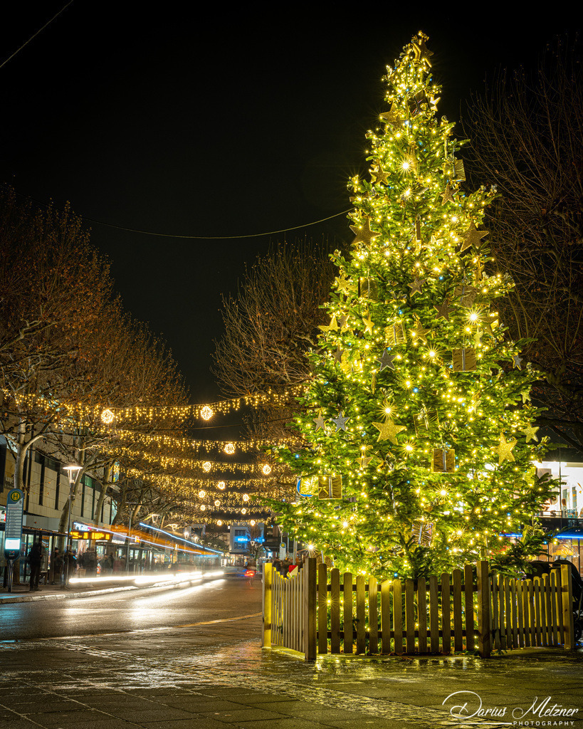 Der Weihnachtsbaum am Höfchen in Mainz | Der Weihnachtsbaum am Höfchen in Mainz