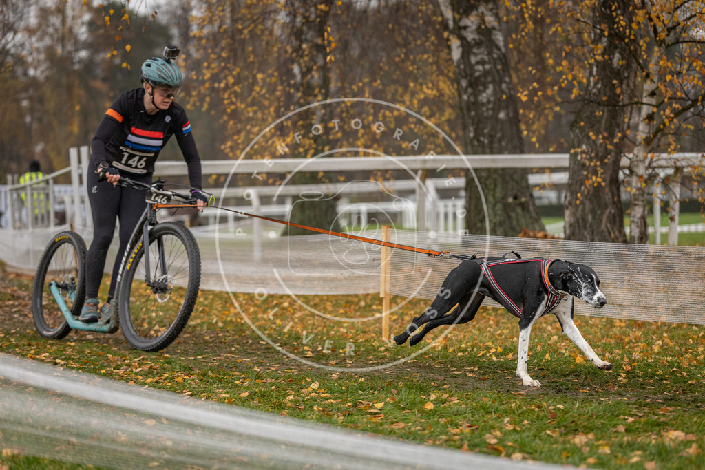 CaniXpix_DV3A8551 | Hundefotografie, Tierfotograf, Pfotenfotografie, Fotoshooting Hund, Hunde Portrait, Hundesport, Hundeportraits, Heideshooting, Hunde, Sportfotograf, Hundefotograf, Turnierhundsport, THS,  - Realisiert mit Pictrs.com