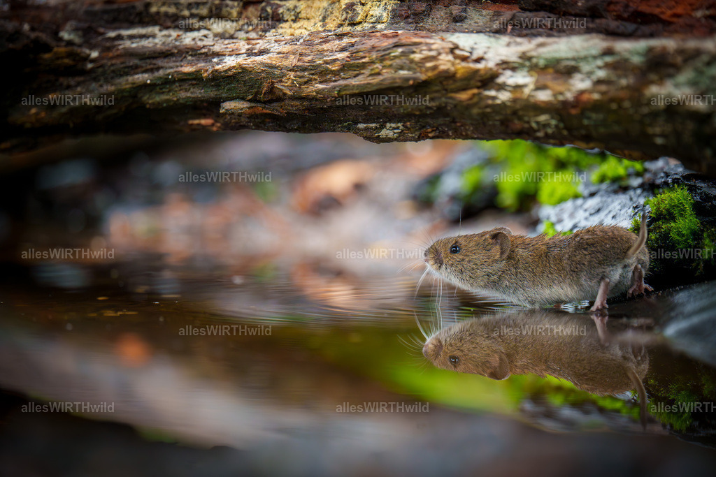 allesWIRTHgut Tierfotografie - 7IV01166-Verbessert-RR | Entdecke die faszinierende Welt der Natur- und Wildlife-Fotografie von Daniel und Bärbel. Inspirierende Bilder von wilden Tieren und kleinen Naturwundern.