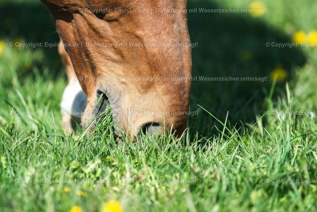 20210426_Pferd-auf-Koppel_0109 | equistock