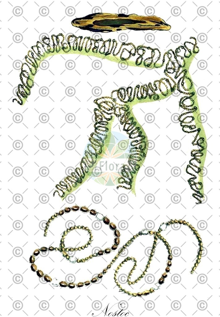 HistAbb_64XT_3_ENZY_Simple | Historische Abbildung von Nostoc - Nostocaceae (0) | Historical Illustration of Nostoc - Nostocaceae (0)