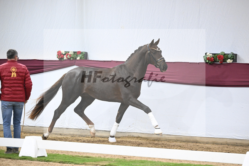 Kat-Nr. 129 Floricello x Dantano_Norbert Hoechsmann_47254320 | hf-fotografie - Realisiert mit Pictrs.com