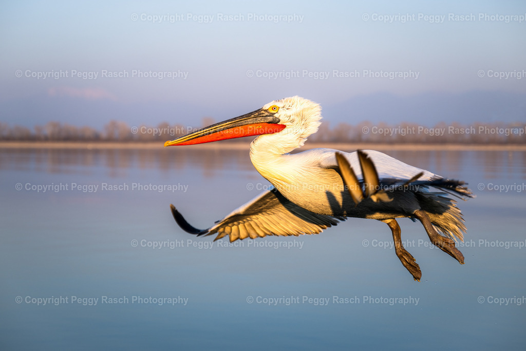 Pelikane (43) | PeggyRaschPhotography - Realisiert mit Pictrs.com