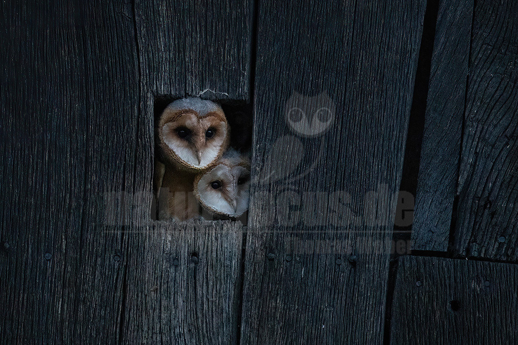 R6NF1836_20240622 | Die Schleiereule ist eine Vogelart aus der Ordnung der Eulen und der Familie der Schleiereulen. Die Schleiereule ist eine sehr helle, langbeinige Eule, die keine Federohren aufweist. Zu ihren auffälligsten Erkennungsmerkmalen gehören das herzförmige Gesicht sowie die verhältnismäßig kleinen, schwarzen Augen. - Realisiert mit Pictrs.com