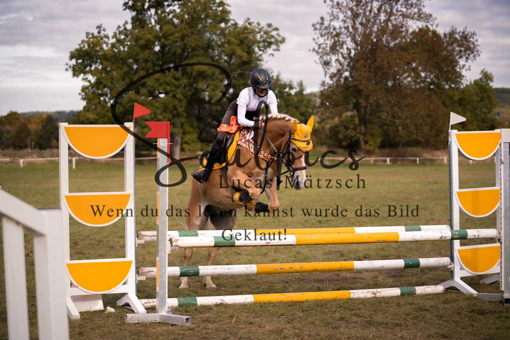 A7V06463 | Pferdefotograf