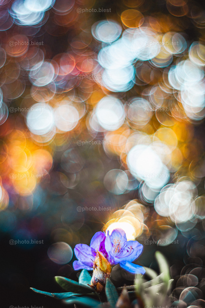 Bubbles & Sunbeams | Eine kleine Blüte mit der untergehenden Sonne im Hintergrund.  - Realisiert mit Pictrs.com