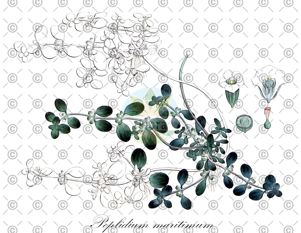 HistAbb_wfo-0000267105_1_ENZY_Simple | Historische Abbildung von Peplidium maritimum - Phrymaceae | Historical Illustration of Peplidium maritimum - Phrymaceae