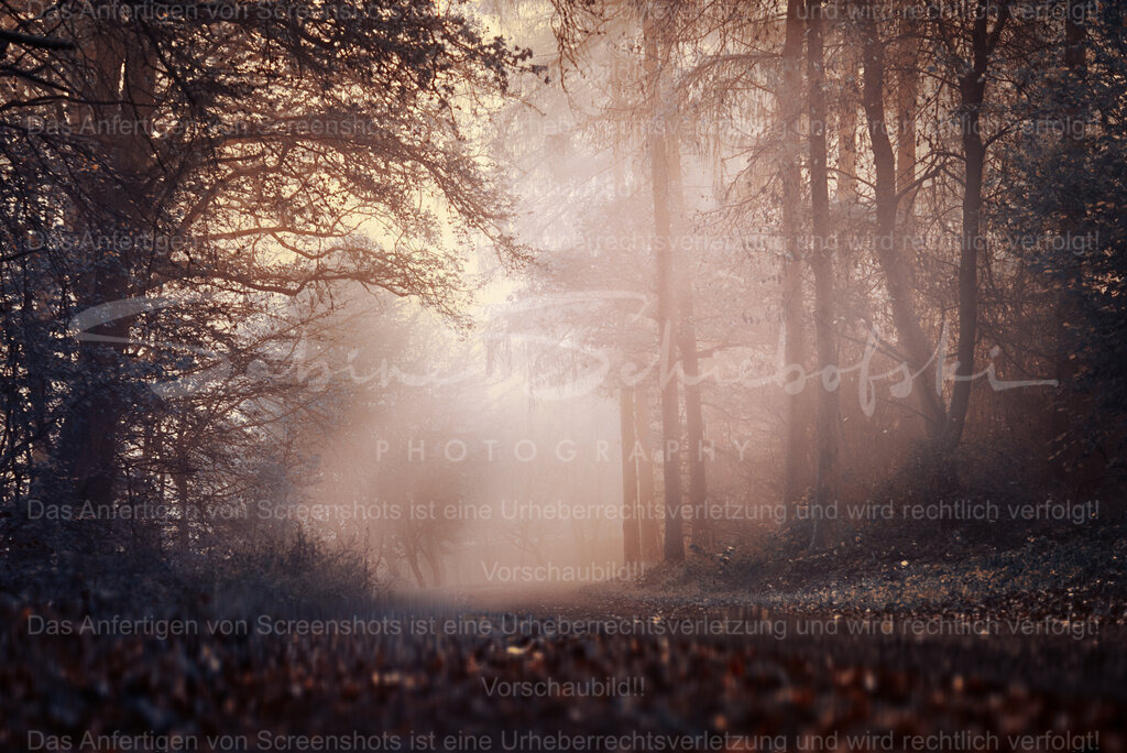 Ein nebliger Morgen in der Eifel | People- und Tierfotografie, Imageaufnahmen, Veranstaltungsfotografie und Wandbilder aus der Natur ★ Made in Germany ✔️ Druck + Downloads ✔️ Naturfotografie in Top Qualität ★ schneller Versand, weltweite Lieferung! - Realisiert mit Pictrs.com