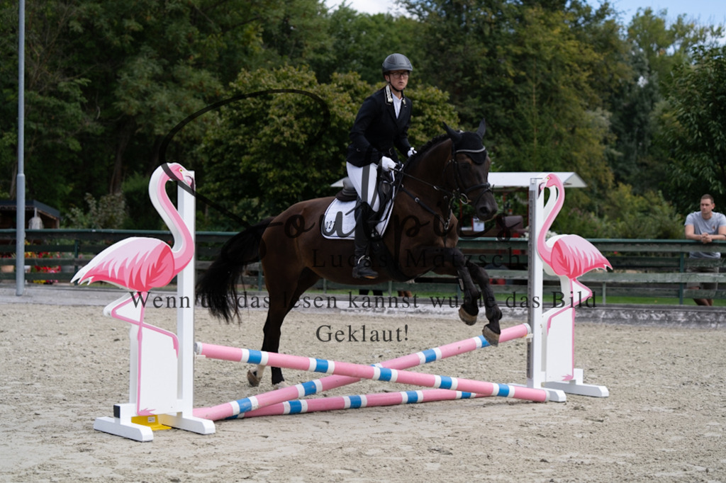 A7V07127 | Pferdefotograf