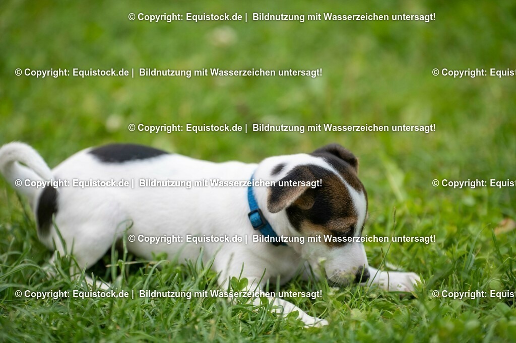 20210719_Welpen_0012 | equistock