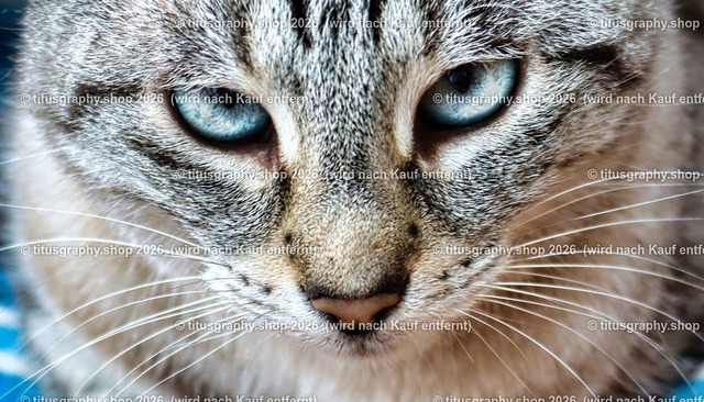 Minou 115 | titusgraphy.eu präsentiert anspruchsvolle Katzenfotos in verschiedenen Variationen.  - Realisiert mit Pictrs.com