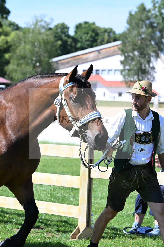 Kat-Nr. 23 Nora v. Ramzes von Seilenau_Kneissl_18250397 | hf-fotografie - Realizzato con Pictrs.com