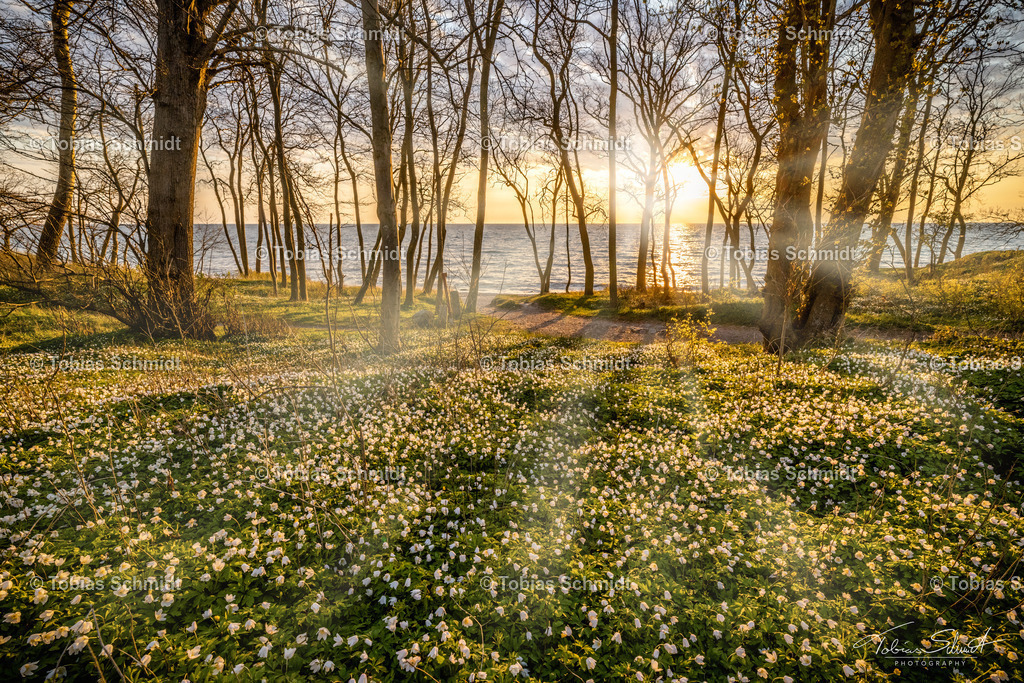 Fehmarn__DSC3231 | Fotoprodukte, Kalender und Wanddeko direkt vom Fotografen auf Fehmarn. Ob Wandbild auf Alu-Dibond, hinter Acrylglas oder auf Leinwand – hier können Sie Ihr Lieblingsbild kaufen. - Realisiert mit Pictrs.com