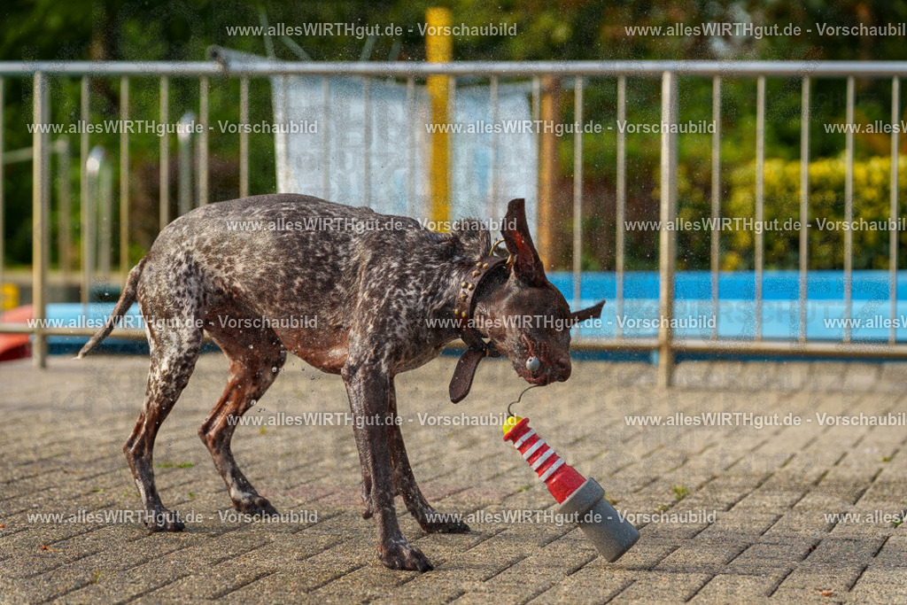 Hundeschwimmen_Grefrath_2026-allesWIRTHgut_Tierfotografie-09_22-7R502242 | Professionelle Tierfotografie in Mönchengladbach von Daniel Wirth (allesWIRTHgut). Liebevolle & natürliche Bilder von Hunden & Katzen für unvergessliche Erinnerungen.