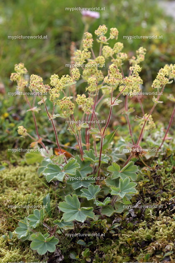 Bergwiesen-Frauenmantel-007 | Das Bilderarchiv über Tiere, Planzen und Landschaften. In der Bilddatenbank finden Sie ein große Auswahl an hochwertigen Bilder für Ihre Werbung - Realisiert mit Pictrs.com