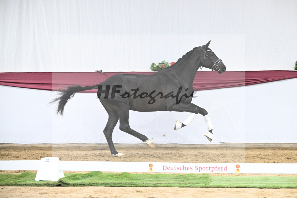 Kat-Nr. 16 Dream Royal x Everdale_Stephanie Hueffer_47250429 | hf-fotografie - Realisiert mit Pictrs.com