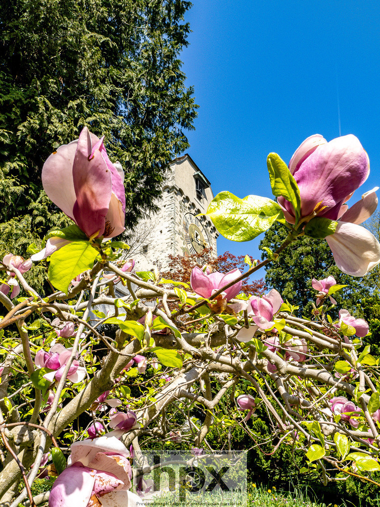 Frühling in Luzern – Magnolienblüten vor Museggmauer | Frühlingsszene in Luzern mit blühenden Magnolien im Vordergrund und der historischen Museggmauer im Hintergrund. - Realisiert mit Pictrs.com