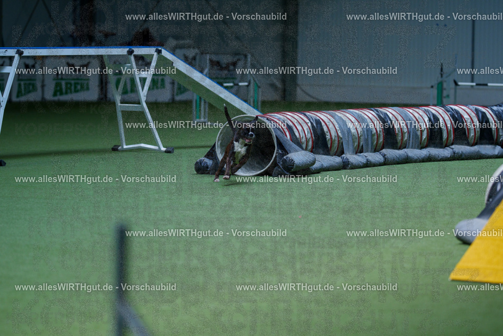 @allesWIRTHgut_Tierfotografie - www.allesWIRTHgut.de - 2604251227-7R501820 | Professionelle Tierfotografie in Mönchengladbach von Daniel Wirth (allesWIRTHgut). Liebevolle & natürliche Bilder von Hunden & Katzen für unvergessliche Erinnerungen.