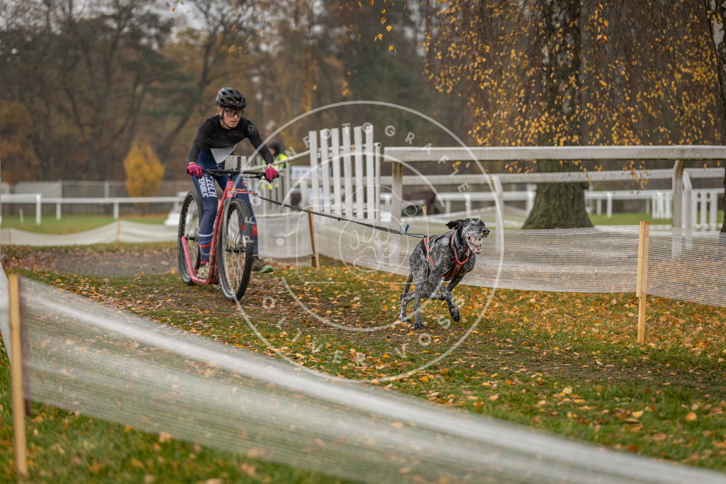 CaniXpix_DV3A7898 | Hundefotografie, Tierfotograf, Pfotenfotografie, Fotoshooting Hund, Hunde Portrait, Hundesport, Hundeportraits, Heideshooting, Hunde, Sportfotograf, Hundefotograf, Turnierhundsport, THS,  - Realisiert mit Pictrs.com
