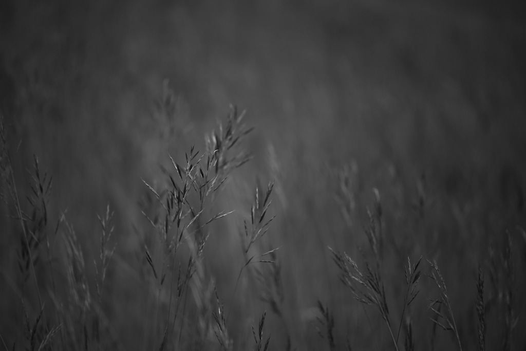 Gräser | Makroaufnahme mit Nikon ZF, AF-S Micro Nikkor 105mm f2.8