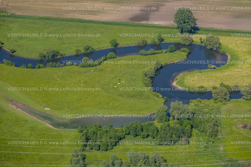Hamm220504528 | Luftbild, Fluss Lippe Mäander, grasende Kühe, Uentrop, Hamm, Ruhrgebiet, Nordrhein-Westfalen, Deutschland