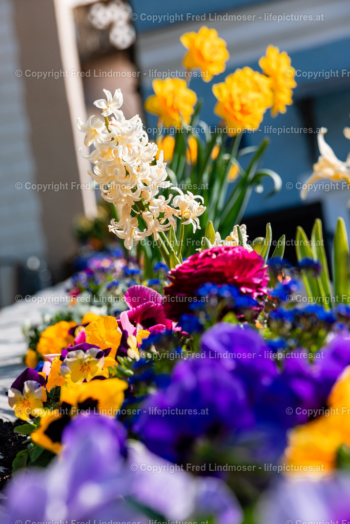 Frohnleiten Osterdeko 09042025 | Fotos und Fotoprodukte - Realisiert mit Pictrs.com