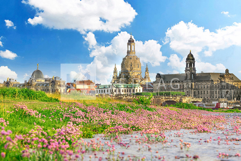 Altstadtsilhouette-Dresden-0U3A0518 | Blick auf die berühmte Silhouette der Dresdner Altstadt in einem Blütenmeer an der Elbe - Realisiert mit Pictrs.com