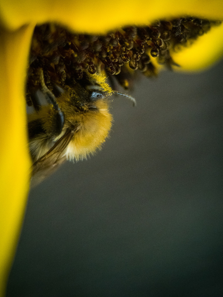 IMG_20201003_164242 | kaefersammler_roy - Realisiert mit Pictrs.com