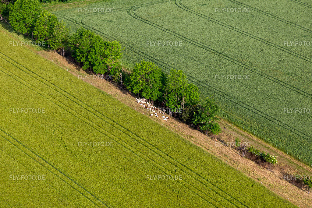 Kühe im Schatten | Luftbild: Kühe im Schatten im Ortsteil Mühlberg in Drei Gleichen im Bundesland Thüringen in Deutschland. Foto: IMG_007704.jpg vom 15.06.2021 durch Werner Riehm/FLY-FOTO.de - Realisiert mit Pictrs.com