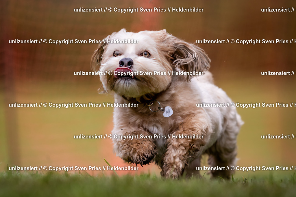 Sven Pries | 2024-04-21 - Hunderennen Baden-Oos
Foto: Sven Pries - Realisiert mit Pictrs.com