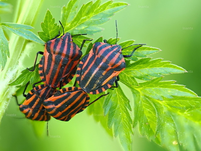 Streifenwanze (Graphosoma italicum) | Inanta - Realisiert mit Pictrs.com
