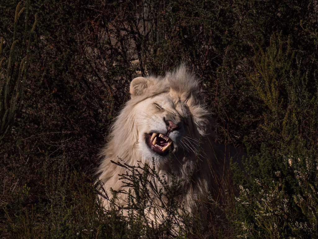 PANA3075-LR | Natur im Moment - Realisiert mit Pictrs.com