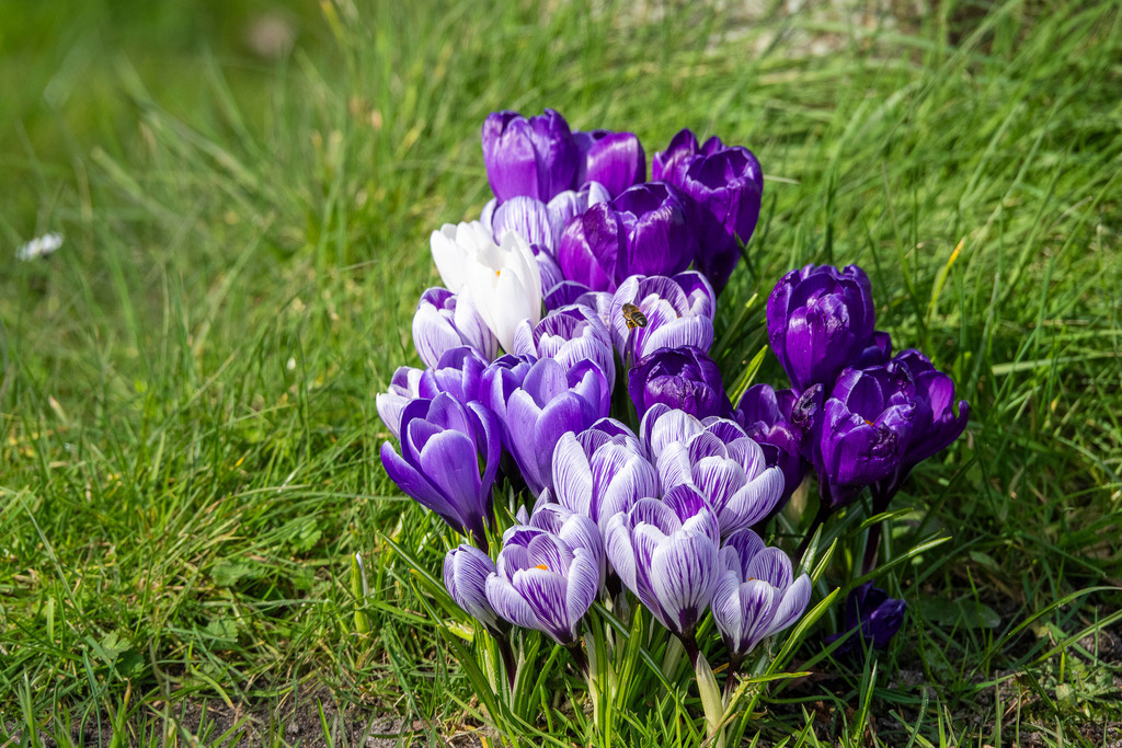 Frühlingserwachen auf Texel: Violetter Krokusteppich im frischen Grün | Ein leuchtendes Meer aus Lila, Weiß und feinen Violetttönen kündigt auf der holländischen Nordseeinsel Texel die warme Jahreszeit an. Dicht aneinander geschmiegt strecken diese eleganten Krokusse ihre Blütenkelche der Sonne entgegen, umgeben von kraftvoll grünem Gras. Wer genau hinsieht, entdeckt mitten im Blütenmeer einen winzigen fleißigen Gast: Eine Biene im Anflug auf die süße Frühlingsnahrung. Das Bild strahlt reine Lebensfreude, sanfte Naturromantik und die spürbare Aufbruchsstimmung eines neuen Jahreszeitenbeginns aus. - Realisiert mit Pictrs.com