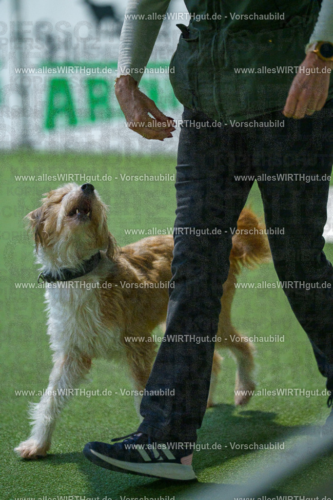 7R503368 | Professionelle Tierfotografie in Mönchengladbach von Daniel Wirth (allesWIRTHgut). Liebevolle & natürliche Bilder von Hunden & Katzen für unvergessliche Erinnerungen.