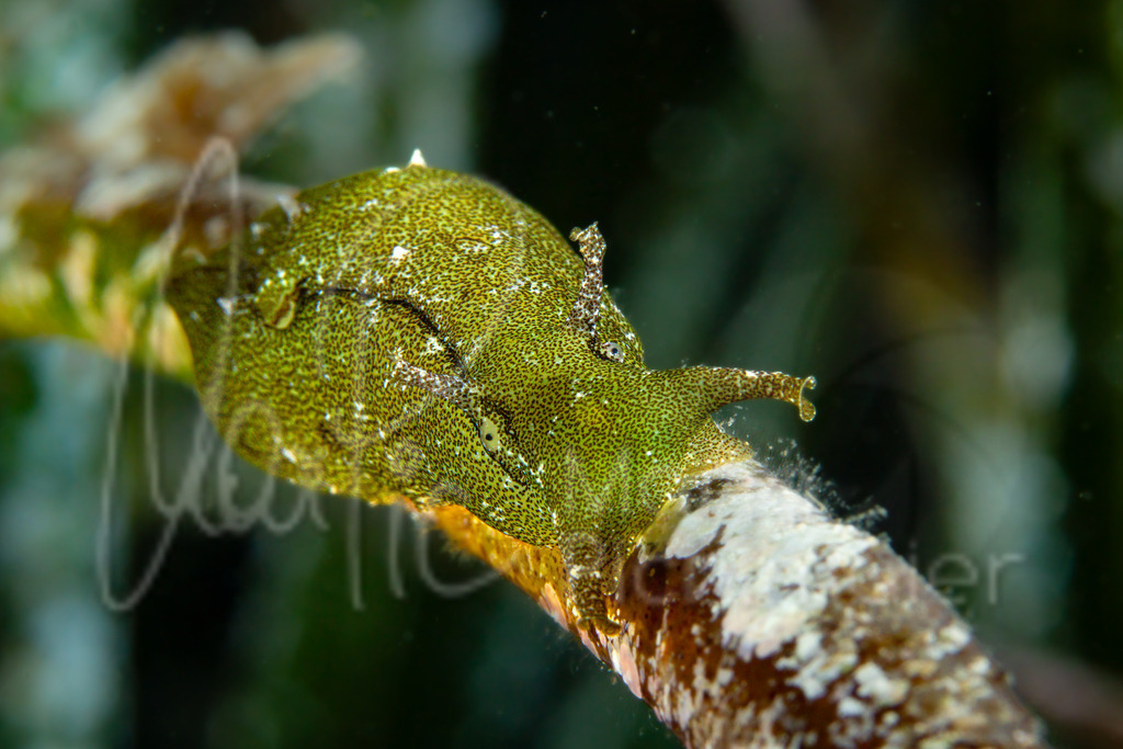 Petalifera petalifera | Nacktschnecke / nudibranch - Realisiert mit Pictrs.com