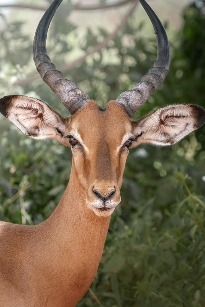Impala Porträt | Kenia | Premium-Wandbild von justsomewhere.com: Ein detailreiches Nahaufnahmen-Porträt eines männlichen Impalas mit großen, aufmerksamen Ohren und elegant geschwungenen Hörnern vor einem weichen, grünen Blätterhintergrund in Kenia. - Realisiert mit Pictrs.com