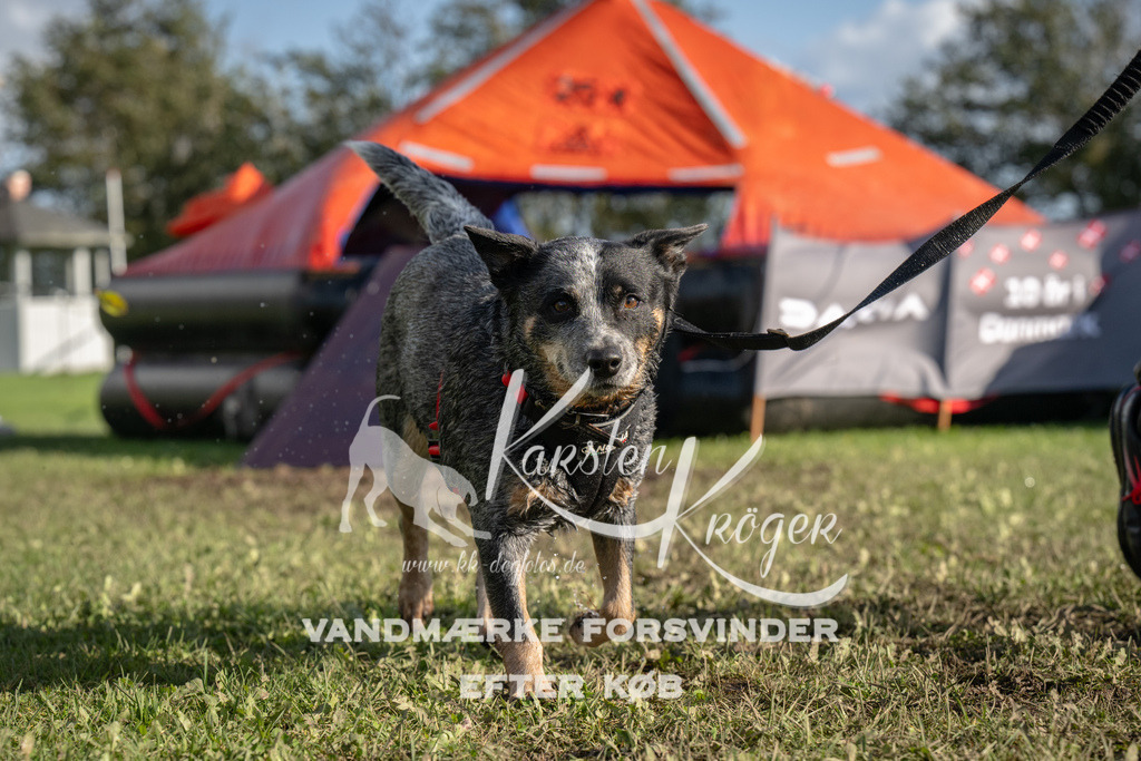 1435-94511 | kk-dogfotos