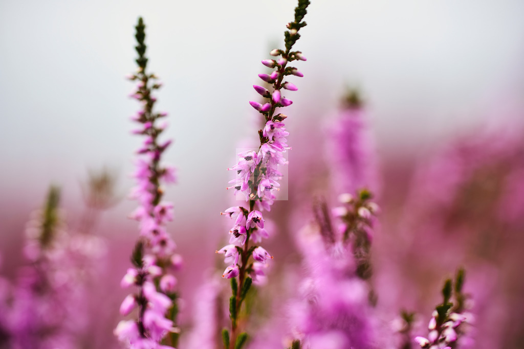 Makro - floral (62) | Buche Fotoshootings und entdecke hochwertige Fotoprodukte bei Mathias Ku Photos. Personalisiert, kreativ & mit Liebe zum Detail. Jetzt informieren! - Realisiert mit Pictrs.com