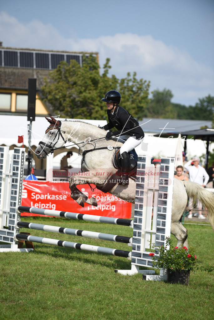 DSC_8737 | Pferde- und Turnierfotografie in Westsachsen. Pferdeportraits, Auftragszeichnungen und intuitive Kunst.