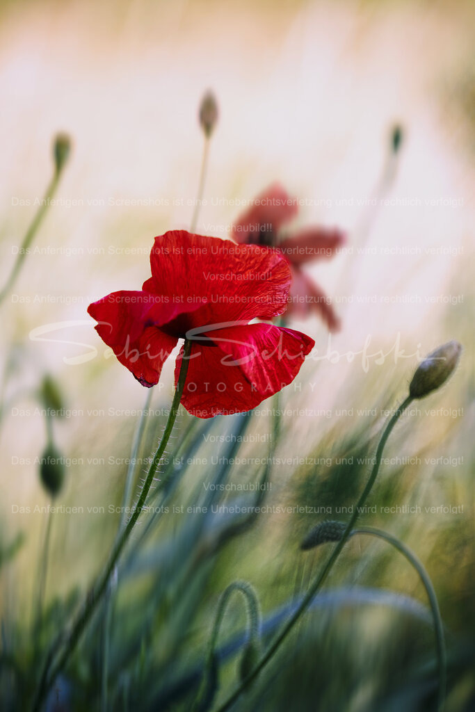 Wandbild Mohnblume | People- und Tierfotografie, Imageaufnahmen, Veranstaltungsfotografie und Wandbilder aus der Natur ★ Made in Germany ✔️ Druck + Downloads ✔️ Naturfotografie in Top Qualität ★ schneller Versand, weltweite Lieferung! - Realisiert mit Pictrs.com