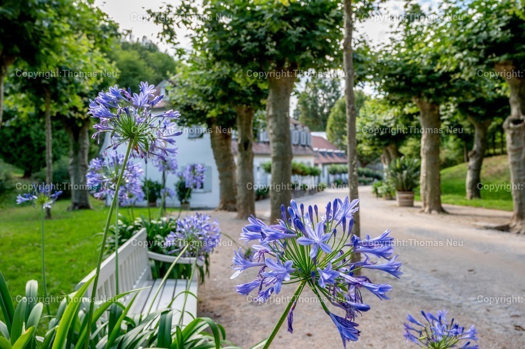 DSC_1648 | Der Staatspark Fürstenlager in Bensheim Auerbach, an der hessischen Bergstraße- ist ein wunderschöner Landschaftspark nach englischen Vorbild. Es war die Sommerresidenz der Darmstädter Fürstenfamilie die hier das "einfache Landleben" genossen. Zu jeder Jahreszeit kann man das Fürstenlager als Ausflugsziel empfehlen. Im Herrenhaus ist eine Gastronomie untergebracht. Im Sommer findet auf der Bühne vor der großen Wiese ein Opern-Air statt, 