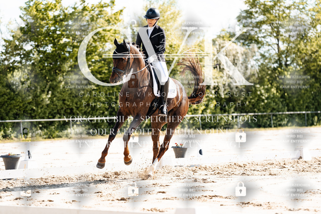 CK909184 | Turnierfotografie Pferdefotografie Trier Rheinland-Pfalz Pferdesport Reitsport Tierfotografie Sportfotografie Pferdevideo Pferdevideografie Equestrianvideography equestrianphotography  - Realisiert mit Pictrs.com
