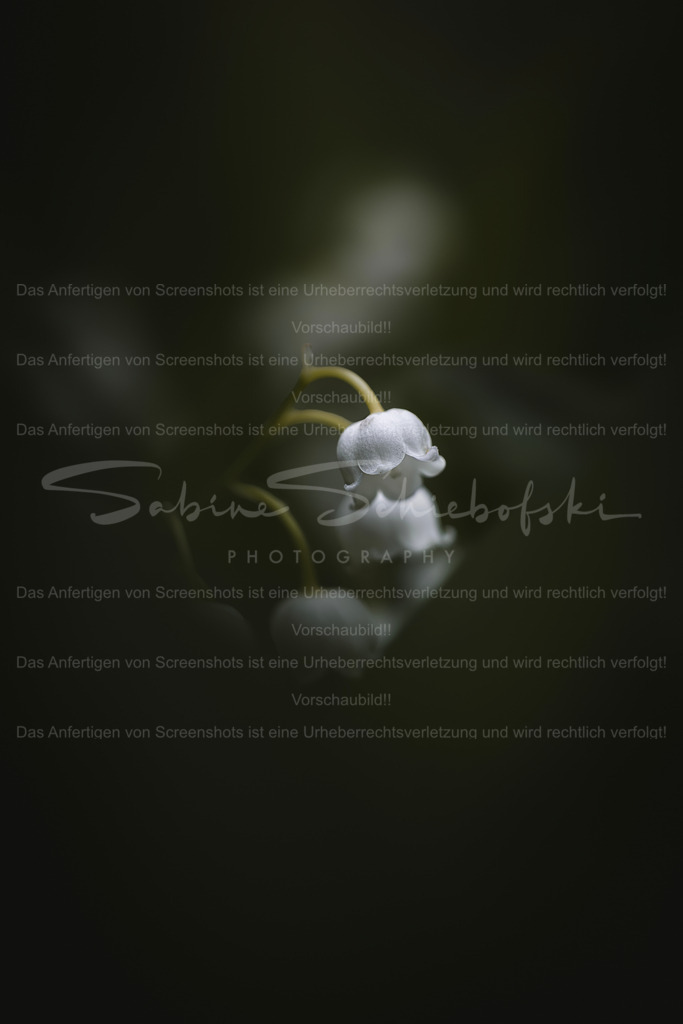 Maigloeckchen_10.05.2026_DSCF3069 | People- und Tierfotografie, Imageaufnahmen, Veranstaltungsfotografie und Wandbilder aus der Natur ★ Made in Germany ✔️ Druck + Downloads ✔️ Naturfotografie in Top Qualität ★ schneller Versand, weltweite Lieferung! - Realisiert mit Pictrs.com