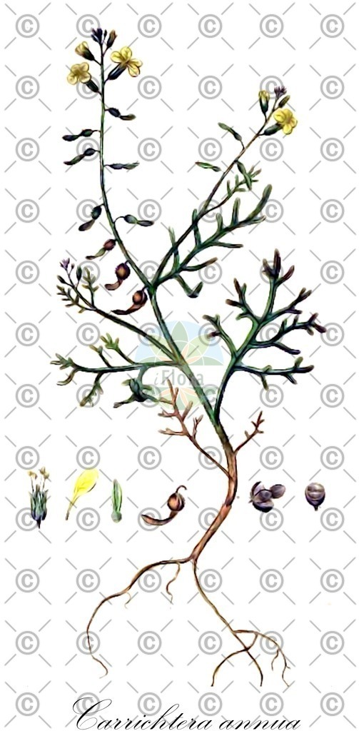 HistAbb_wfo-0000923801_1_ENZY_Simple | Historische Abbildung von Carrichtera annua - Brassicaceae | Historical Illustration of Carrichtera annua - Brassicaceae