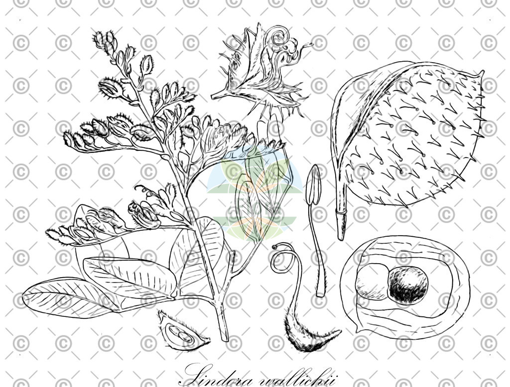 HistAbb_wfo-0000899931_1_ENZY_Simple | Historische Abbildung von Sindora wallichii - Fabaceae | Historical Illustration of Sindora wallichii - Fabaceae